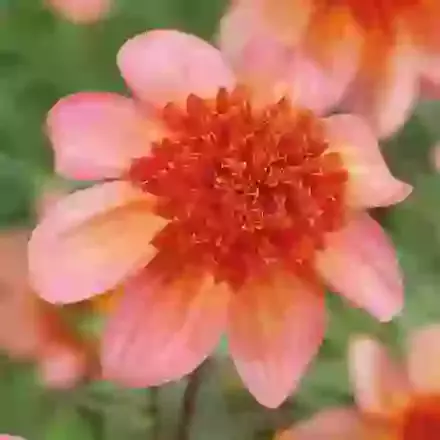 Anemone Flowering
